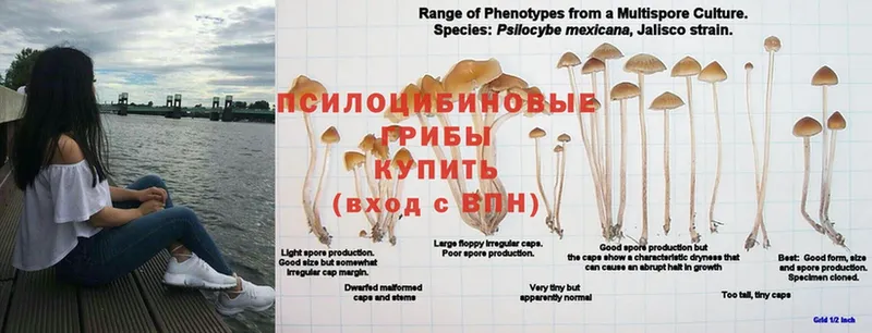 Галлюциногенные грибы MAGIC MUSHROOMS  Пошехонье 